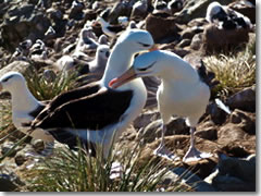 A pair of black-browed albatross preen each other at their nesting grounds on the Falkland Islands.