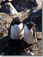 Rockhopper penguins pair-bond, and the couples are touchingly devoted to one another
