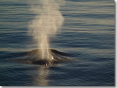 A whale spouting in the waters off the Falkland Islands