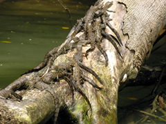 A pile of baby crocodiles sun themselves on a log at a Lake Gatún island along the Panama Canal.