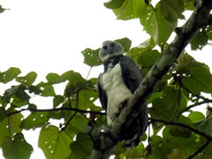 Spotting the endangered harpy eagle is a rare treat, even in the Panamanian rainforest.