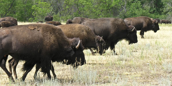Buffalo (American Bison) in Custer State Park, South Dakota