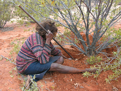 Digging for wittchey grubs at Gunya Titjikala, Australia