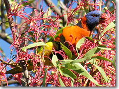 The spectacularly colorful red-collared lorikeet of Australia.