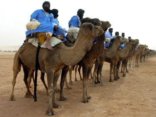 The camel parade at the moussem de Tan-Tan, Morocco.