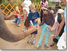 Feeding the elephants at the Central Florida Zoo