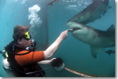 Giving herring to a lemon shark—and thanks to the inventor of Plexiglas.