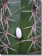 A snail seeks shelter behind the thorns of a kadushi cactus in Curaçao's Mt. Christoffel Park