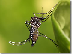 The Aedes Aegypti mosquito.
