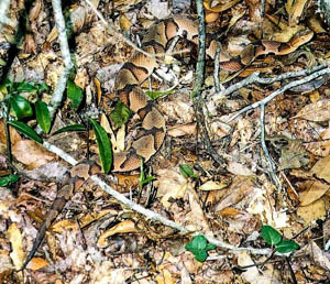 Copperhead snake