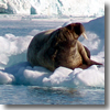 A walrus chilling on an iceberg in Spitzbergen, Svalbard, Norway.