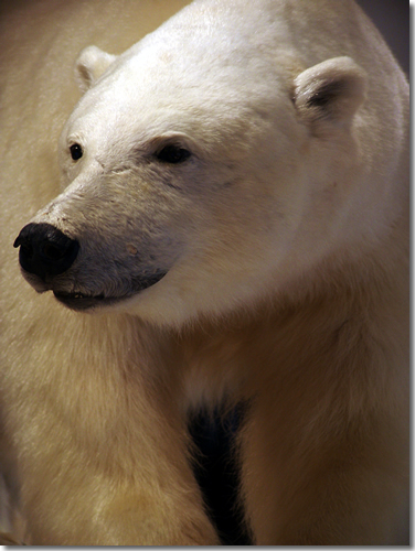 There are more polar bears than people on Svalbard&mdash;including this guy who greets you at the baggage claim belt in the Longyearbyen airport on Spitsbergen, Svalbard, Arctic Norway  