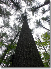 The Bowdoin Pines