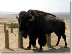 A buffalo bull in Badlands National Park, South Dakota.