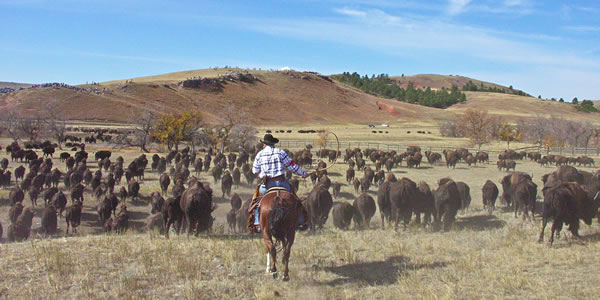 Cowboys round up the massive herd of buffalo in Custer State Park, South Dakota