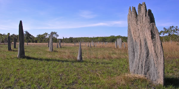 The Magnetic termite mounds of Litchfield National Park, Australia