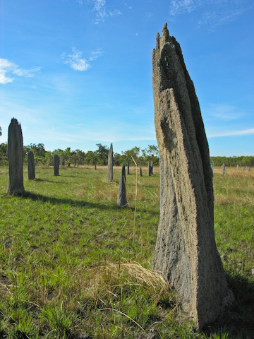 Magnetic termite mounds in Litchfield National Park, Australia