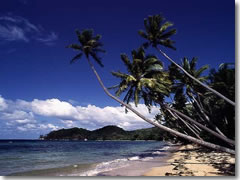 Palms on the beach at Kadavu, Fiji