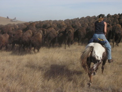 At first I was disappointed that I'd have to ride in a truck rather than have my own horseuntil I saw the professional cowboys and cowgirls in action. There's a lottery amongst truly expert horsemen to win a chance to ride in the round-up, and those without serious equestrain experience (me, for example) need not apply.