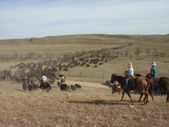 Once the park's northern and southern herds are reunited, cowboys drive them toward the corrals and teh waiting crowds.