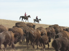 South Dakota's Custer State Park is home to around 1,200 to 1,500 head of American bison, which must be rounded up each fall to be counted, culled, and cared for.