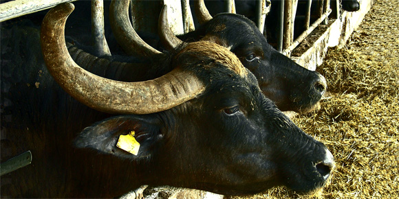Bufala on a mozzarella farm in Campania