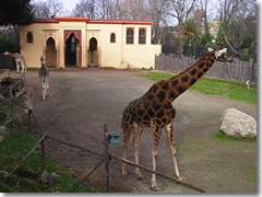 Giraffes at the Bioparco Zoo in Rome's Villa Borghese Park.
