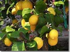 Lemons in the Limonaia del Castel, Limone sul Garda, Lago di Garda