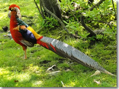 A funky pheasant on Isola Madre