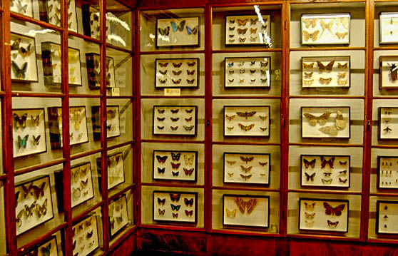 The Butterfly Room at Museo Zoologico La Specola, Florence. (Photo by Curious Expeditions)