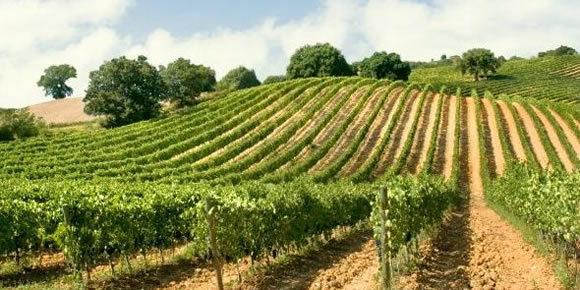 Tour wineries and vineyards near Siena