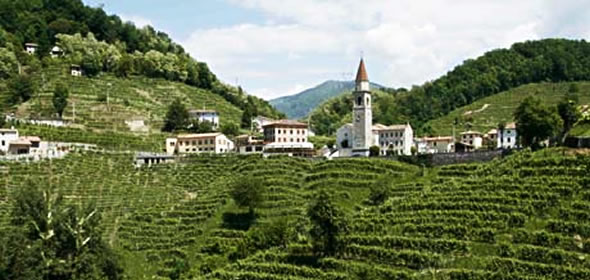 A Veneto vineyard